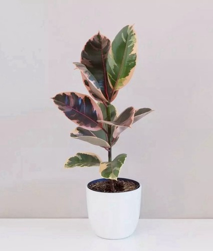 Ficus elastica belize - ficus,