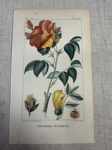 Antique 1829 wild rose - antique,