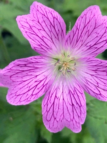 Hardy geranium perennial bare - geranium,