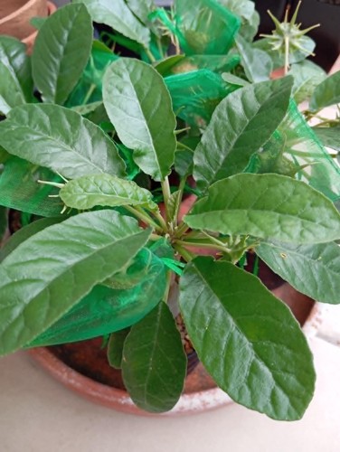 200 seeds dorstenia foetida - -dorstenia,