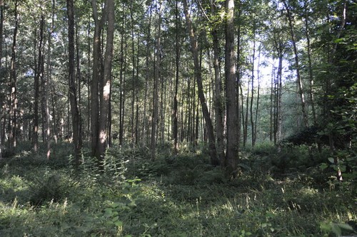 Photo 6x4 horse - wood, ardingly