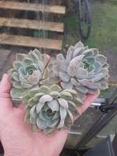 Echeveria succulents