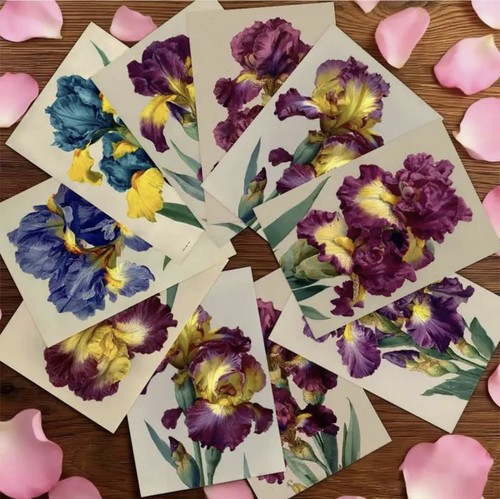 Set beautiful bearded iris - bearded,