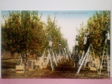 Apple Orchard Washington
