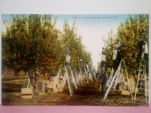 Apple orchard washington - orchard,