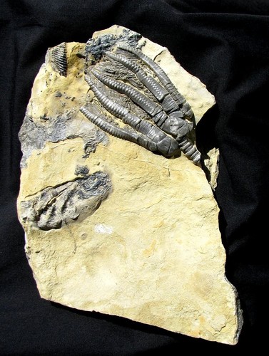 Killer encrinus crinoid on - encrinus,