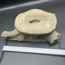 LEVIATHAN WHALE VERTEBRA