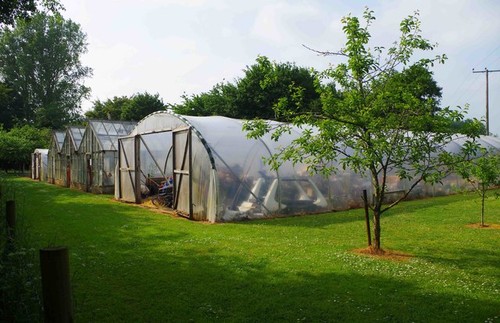 Photo 6x4 group polytunnels - photo,