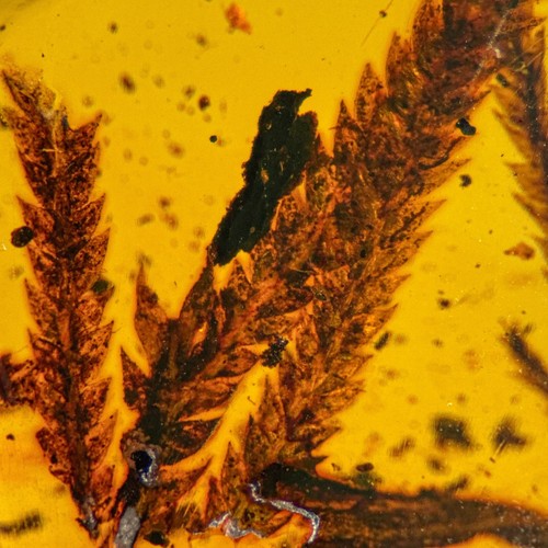 Stunning leaves inclusion - leaves, in