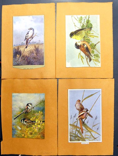 Old bearded reedling - old,