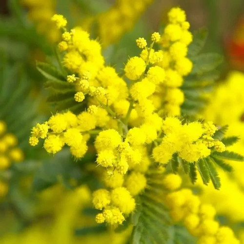 Acacia dealbata well grown - , 3