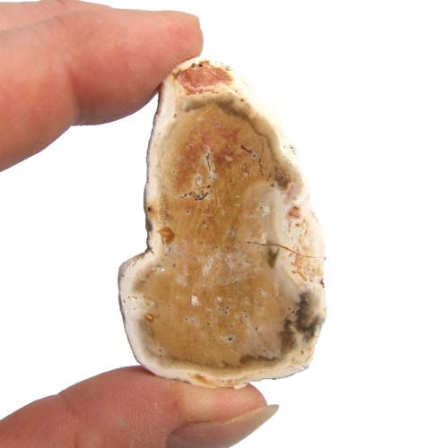 Fossil petrified wood slice - fossil,