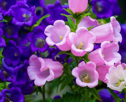 250 canterbury bells - bells, seeds