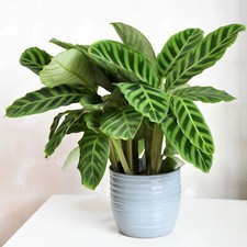 Calathea zebrina large indoor - zebrina,