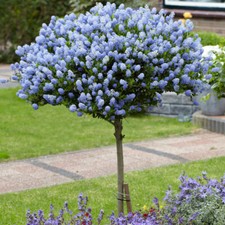 Ceanothus Standard Tree