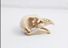 Replica animal skull Eagle Owl