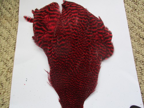 Hen neck cape genetic red - hen,