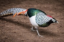 *10* Lady Amherest Pheasant