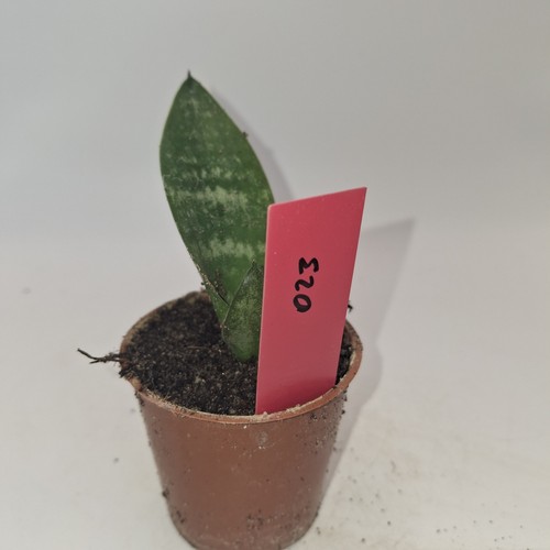 Snake plant sansevieria - snake,