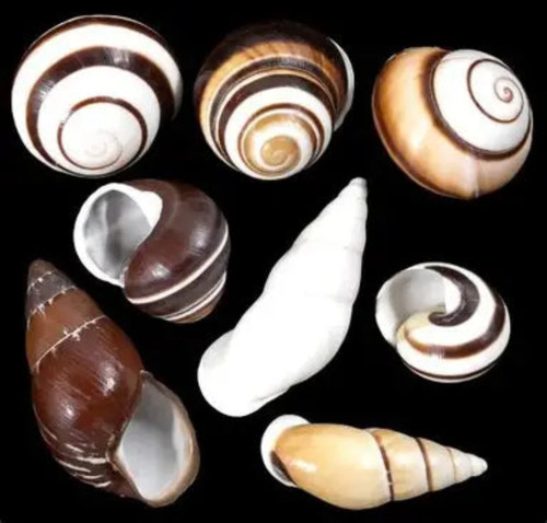 Assorted land snail - -, 1