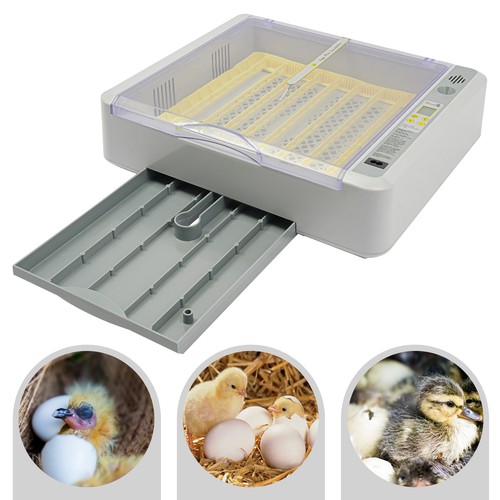 Eggs incubator automatic - eggs,