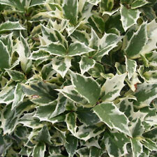 1 OSMANTHUS HETEROPHYLLUS