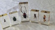 National Geographic Real Life Bugs In Resin x 5 insects #14