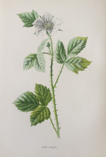 Antique print dewberry c1800s - antique,