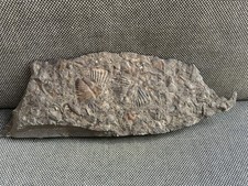 Rare Trilobite Tail Multi