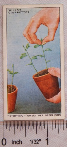1938 wills garden - 1938, no.
