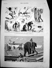 Antique Old Print Elephants