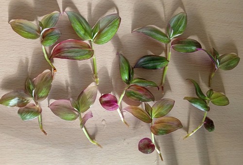 Flame dance fresh unrooted - flame,