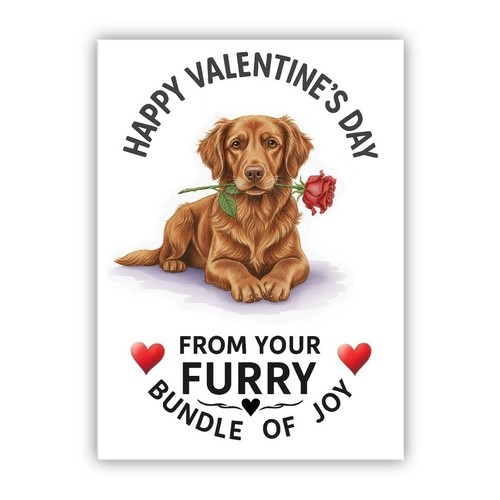 Chesapeake bay retriever dog - bay,