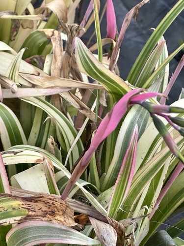 Billbergia nutans bromeliads - billbergia,