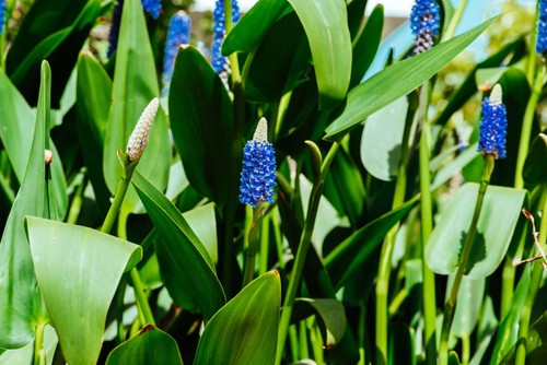 Pontederia cordata lanceolata