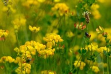 Birdsfoot Trefoil (Lotus corniculatus) Wildflower seed   0.25g Approx 125 seeds.