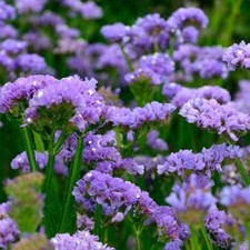 Limonium sinuatum 'Lavender