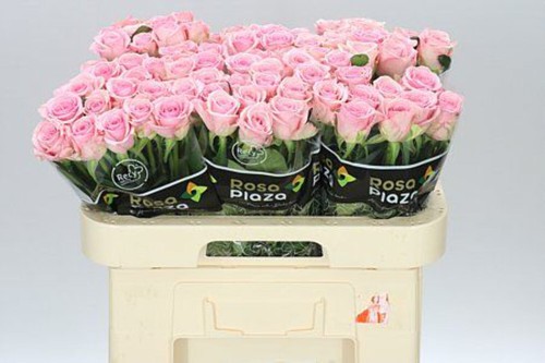 Farm fresh rosa heaven - farm,