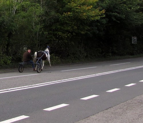 Photo 6x4 horse and sulky - photo, sulky,