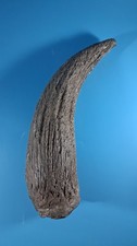 Aurochs Horn Prehistroic
