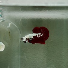 Plakat Red Samurai Male Betta