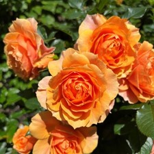 Rose 'Isn't She Beautiful'. 4L
