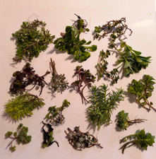 100g of Sedum and Other