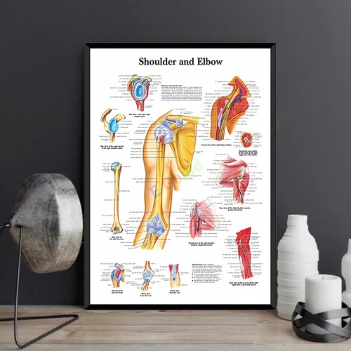 Human shoulder elbow - elbow, joint