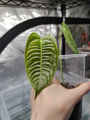 Anthurium veitchii narrow - veitchii, (narrow