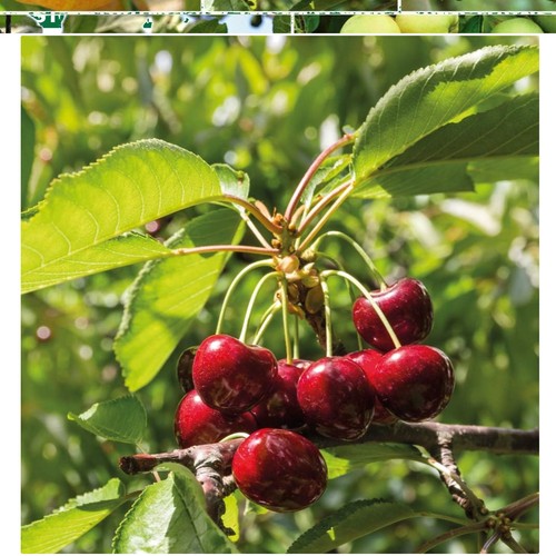 Potted mini fruit - fruit, tree