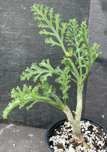 Pelargonium carnosum caudex - pelargonium,
