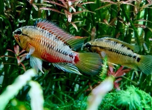 Breeding pair 1 5 - breeding, of