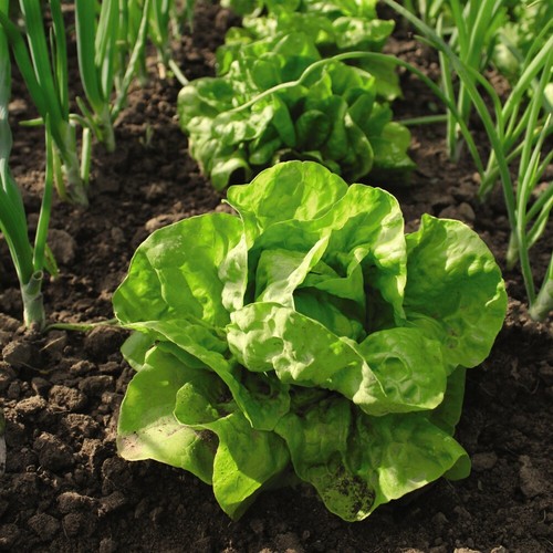 Lettuce vegetable garden - vegetable,
