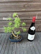 Bonsai Tree's Jap Larch Large
